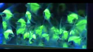 Genetically Modified Tropical Fish Angelfish Pterophyllum scalareFLV [upl. by Nylarahs]