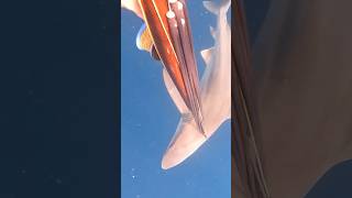 Shark attack spearfishing fishing florida atlantic sharks grouper snapper cobia [upl. by Erme]