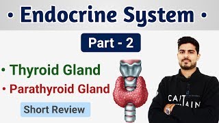 Thyroid Gland  Parathyroid Gland and its Disorders Short Review [upl. by Helga]