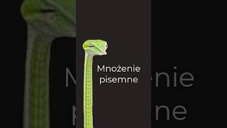 Dopaminowe Mnożenie Pisemne [upl. by Anigroeg595]