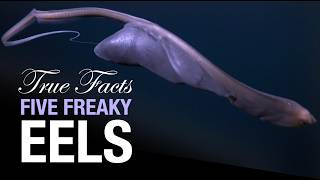 True Facts Five Freaky Eels [upl. by Merideth]