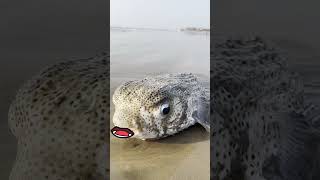 Chintu Buntu  Fishing funny  Rescue mission on Buntu Pufferfish [upl. by Birck]