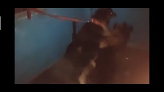 Rottweiler vs German shepherd fight [upl. by Glanville]