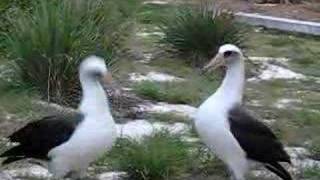 laysan albatross mating dance [upl. by Kapeed]