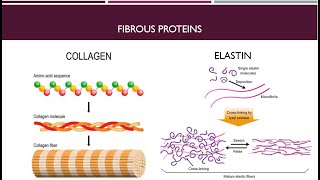 Globular Proteins and Fibrous Proteins Part 2 [upl. by Davidson522]