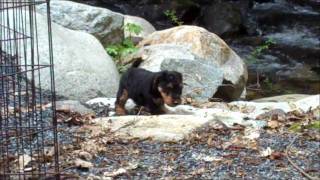 Apr2011  Darwyn Welsh Terrier Puppies 6wks  Explore the Outside [upl. by Laresa]