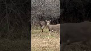 Young Deer Bursts from the Woods in a Flash of Speed nature wildlife deer [upl. by Domenico]