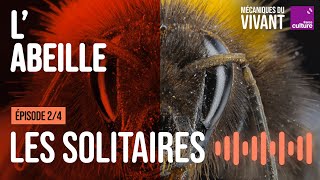 Qui sont les abeilles sauvages  24  Mécaniques du vivant saison 4  labeille [upl. by Duleba]