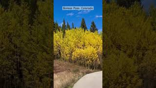 Boreas Pass Colorado fall fallfoilage colors fallcolors colorado boreaspass travel explore [upl. by Suoicul]