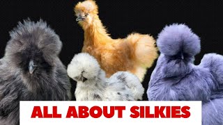 Silkie Chickens Everything You Need to Know about Silkie Chicken [upl. by Ecal841]