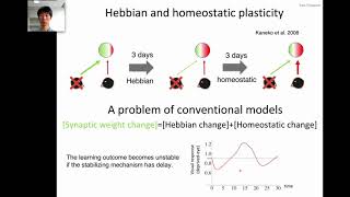 脳の学習モデル：ヘッブ型可塑性とホメオスタティック可塑性の相互作用 [upl. by Flss]
