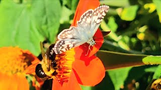 Fall Nectar CRAZE Butterflies and Bumblebees [upl. by Kalie]