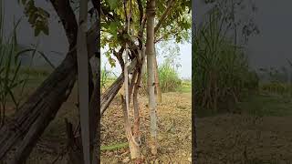 Kamsar farming 🧺viralvideo [upl. by Alic]