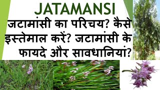 Introduction of jatamansi how to use it Benefits amp precautions of jatamansi fitworldhealthcare [upl. by Brothers]