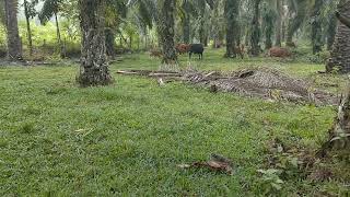 GEMBALA SAPI DI PAGI HARI SEBELUM DI IKAT [upl. by Nyraf]