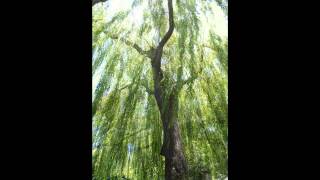 Plant ID Weeping Willow Salix babylonica [upl. by Aralc]