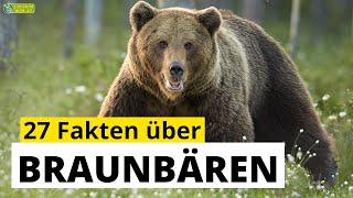 27 SteckbriefFakten über Braunbären  DokuWissen über Tiere  für Kinder [upl. by Atiker]