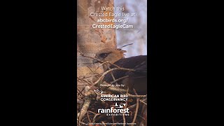 Announcing the Crested Eagle Live Cam [upl. by Judah475]