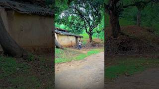 Village life farming reel❤️🌾  shorts creative fruit villagelife farming photography desi [upl. by Akenal]