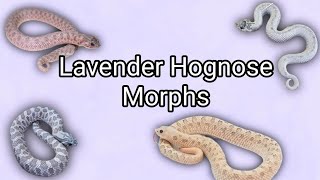 Updated Lavender Morph and Gene Combinations in Hognose Snakes [upl. by Adnilreh970]