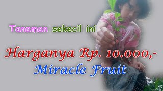 Tutorial Menanam dan Merawat Miracle Fruits dalam Pot yang Benar Sampai Panen Buah Ajaib di Rumah [upl. by Atsirc]