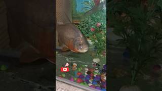 Piranha Fish piranha fish moviepiranha fish tankpiranha attackpiranha feedingred belly piranha [upl. by Hnib905]