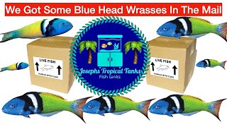 We Got Some Blue Head Wrasse In The MailHow To Care For Blue Head Wrasses Foxysaltwatertropicals [upl. by Jerrome116]