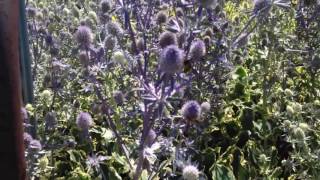 Sea holly Eryngium planum [upl. by Noella]