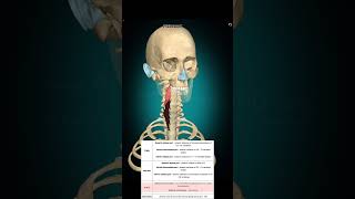 Longus colli muscle anatomy muscleanatomy [upl. by Ettezel]