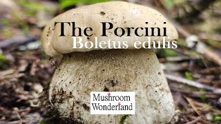 Porcini Mushrooms Boletus edulis Forage and Cook [upl. by Oicinoid]