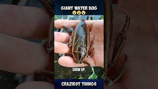 Delicious giant bug water  Craziest Things Part 47 viral trending shorts [upl. by Lauhsoj446]