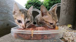 Feed stray kitten they left by people [upl. by Piotr]