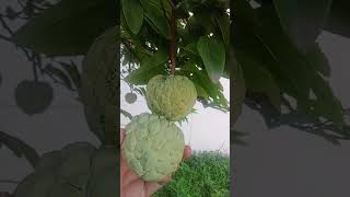 ASMR PICKING SUGAR APPLE IN MY GARDEN😋 happy morning asmr picking sugarapple fruit viralvideo [upl. by Eidas]