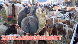 PAARDENMARKT ZUIDLAREN 2024 Nemen we dit jaar een pony mee vlog 184 [upl. by Ilam]