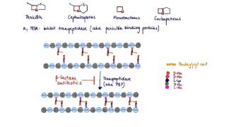 Brandls Basics Overview of betalactam antibiotics [upl. by Nnylirak]