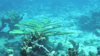 Snorkeling in Antigua amp Barbuda on Cades Reef Antigua Snorkeling at its best [upl. by Pressman783]