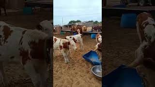 Record the daily life of cattle breeders Camel 505 [upl. by Friend]