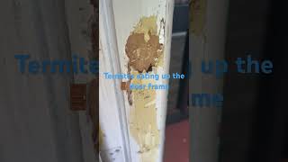 Drywood Termites termites florida pestcontrol termitetreatment boyntonbeach [upl. by Zinah944]