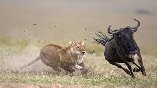 Lions vs Wildebeest [upl. by Geof72]