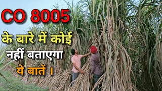 8005 अर्ली या सामान्य  8005 Sugarcane Variety [upl. by Willock]