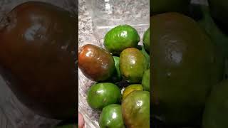 Йокоте или Кабанья слива Jocote Red Hog plum Spondias purpurea tropicalfruit fruit [upl. by Akamaozu]