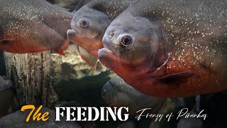 The Feeding Frenzy of Piranhas [upl. by Let]