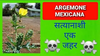 Argemone Mexicana Poisoning  सत्यानाशी [upl. by Johann238]