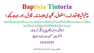 Baptisia Tintoria Homeopathic Medicine in Hindi Lecture 24 37acutemedicine [upl. by Delija219]