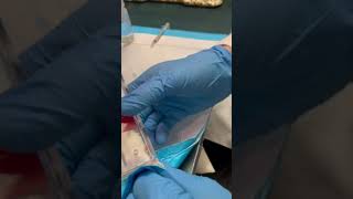 How to Perform Mouse Tail Vein Injections with Mvein Restrainer [upl. by Mychal]