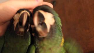 Yellow collared macaw babies [upl. by Grof]