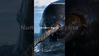 10 Whacky Facts About Narwhals [upl. by Amol]