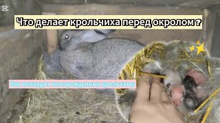 Что делает крольчиха перед окролом🤔 Как выглядят новорожденные крольчатакроликиразведениеbunny [upl. by Nnaeirb]