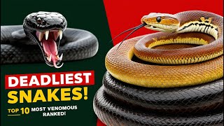 Top 10 Venomous Snakes Ranked  Nature’s Killers [upl. by Nita571]