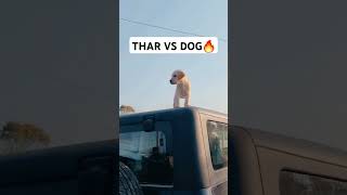 Dog ko Thar Pasand aagyi 🔥viral viralvideo trending thar [upl. by Rees]